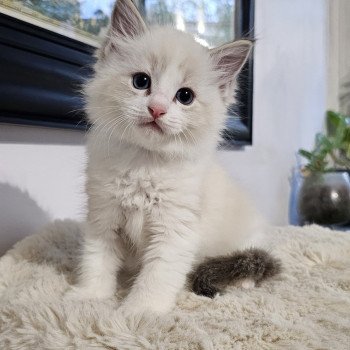chaton Ragdoll brown tabby bicolor Noir Chatterie d'Axellyne chaton Ragdoll brown tabby bicolor Noir Chatterie d'Axellyne