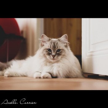 chat Ragdoll blue tabby point mitted OLY Chatterie d'Axellyne