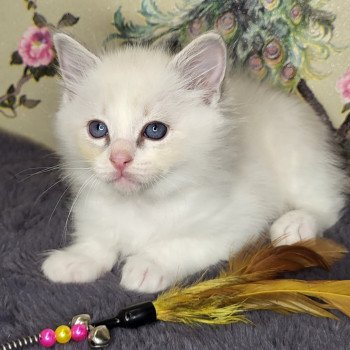 chaton Ragdoll blue tabby point bicolor Orange Chatterie d'Axellyne