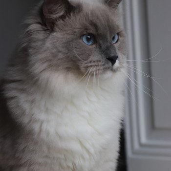 chat Ragdoll blue mitted PADDY Chatterie d'Axellyne