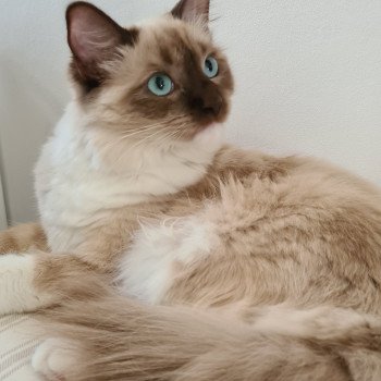 chat Ragdoll REALITY Chatterie d'Axellyne