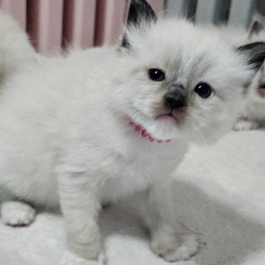 Rose foncé Femelle Ragdoll