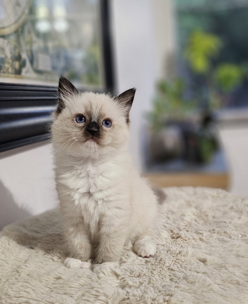 Apryl Femelle Ragdoll Apryl Femelle Ragdoll