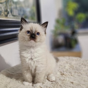 chaton Ragdoll seal point mitted Rose foncé Chatterie d'Axellyne chaton Ragdoll seal point mitted Rose foncé Chatterie d'Axellyne