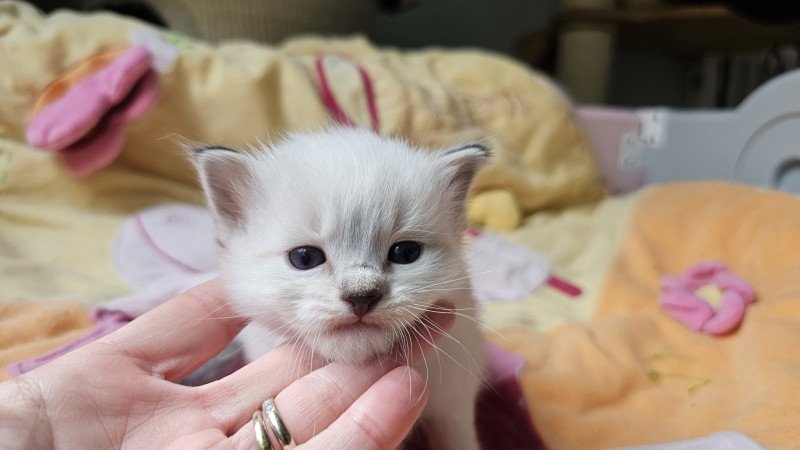 Ayline d'Axellyne Femelle Ragdoll Ayline d'Axellyne Femelle Ragdoll