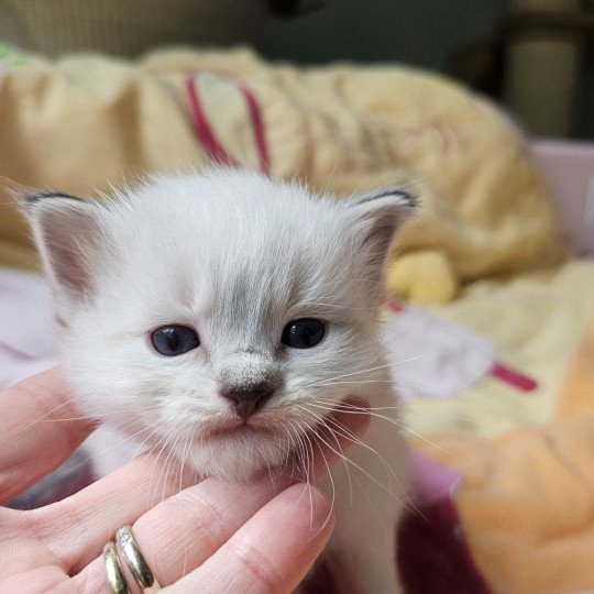Ayline d'Axellyne Femelle Ragdoll