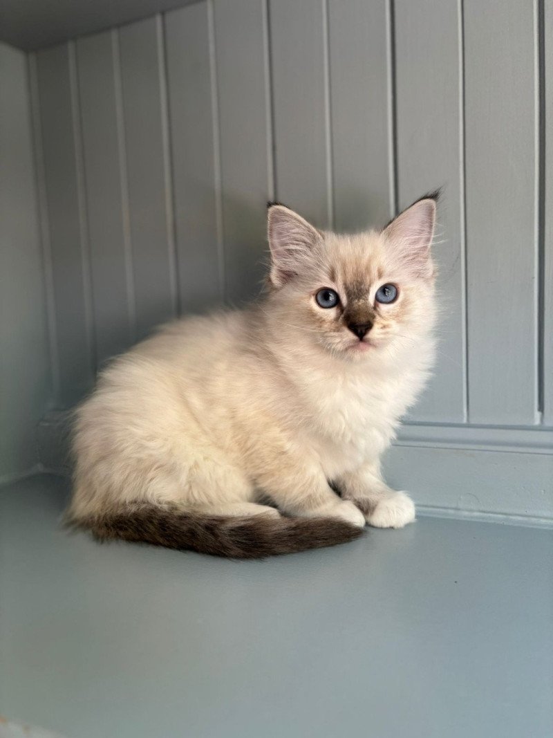 Ayline d'Axellyne Femelle Ragdoll Ayline d'Axellyne Femelle Ragdoll