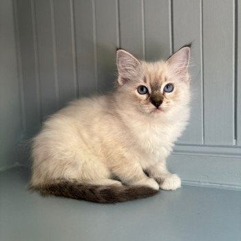 chaton Ragdoll point Ayline d'Axellyne Chatterie d'Axellyne chaton Ragdoll point Ayline d'Axellyne Chatterie d'Axellyne