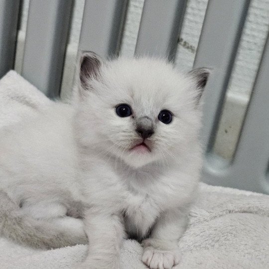 Rouge Femelle Ragdoll