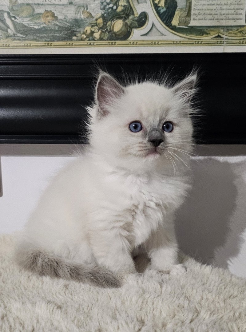 Anastasya Femelle Ragdoll Anastasya Femelle Ragdoll