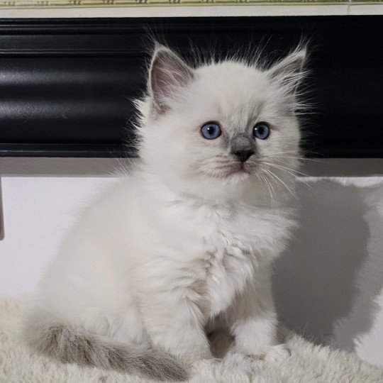Anastasya Femelle Ragdoll