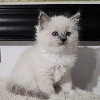chaton Ragdoll blue point mitted Rouge Chatterie d'Axellyne chaton Ragdoll blue point mitted Rouge Chatterie d'Axellyne