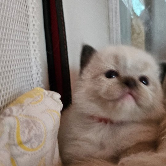 Rouge Mâle Ragdoll
