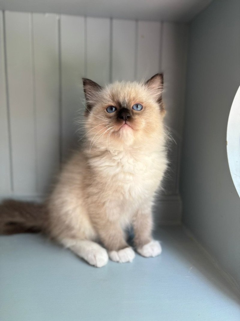 Arry Mâle Ragdoll Arry Mâle Ragdoll