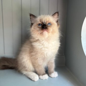 chaton Ragdoll point Arry Chatterie d'Axellyne chaton Ragdoll point Arry Chatterie d'Axellyne
