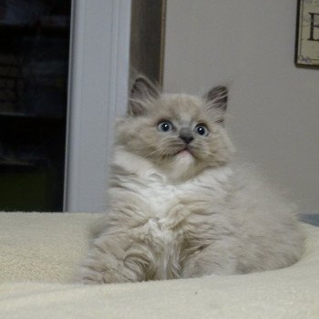 chaton Ragdoll blue mink mitted Shalymar Chatterie d'Axellyne