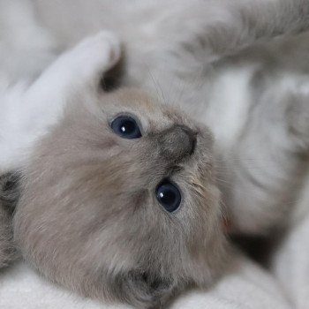 chaton Ragdoll blue mink Spikly❤ Chatterie d'Axellyne