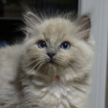 chaton Ragdoll blue mink Spikly Chatterie d'Axellyne