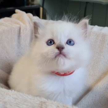 chaton Ragdoll lilac point Sully Chatterie d'Axellyne