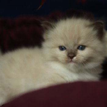 chaton Ragdoll chocolate mink mitted Sybell Chatterie d'Axellyne