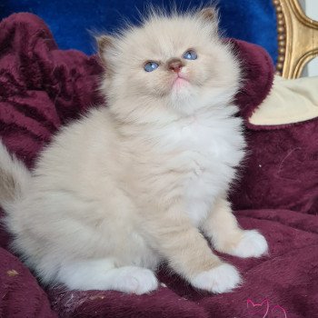 chaton Ragdoll chocolate mink mitted Sybell Chatterie d'Axellyne