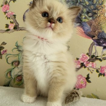 chaton Ragdoll chocolate mink mitted Ursulyne Chatterie d'Axellyne