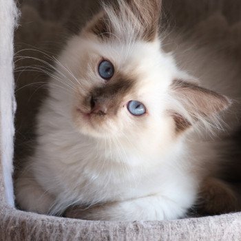 chaton Ragdoll chocolate point Uzy Chatterie d'Axellyne