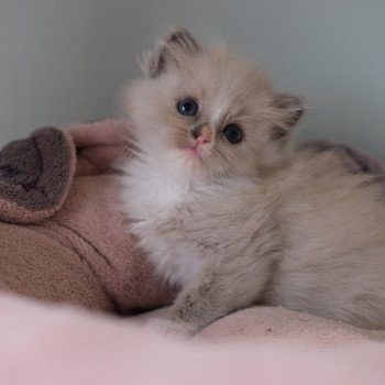 chaton Ragdoll blue mink bicolor Umy Chatterie d'Axellyne