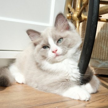 chaton Ragdoll blue mink bicolor Usty Chatterie d'Axellyne