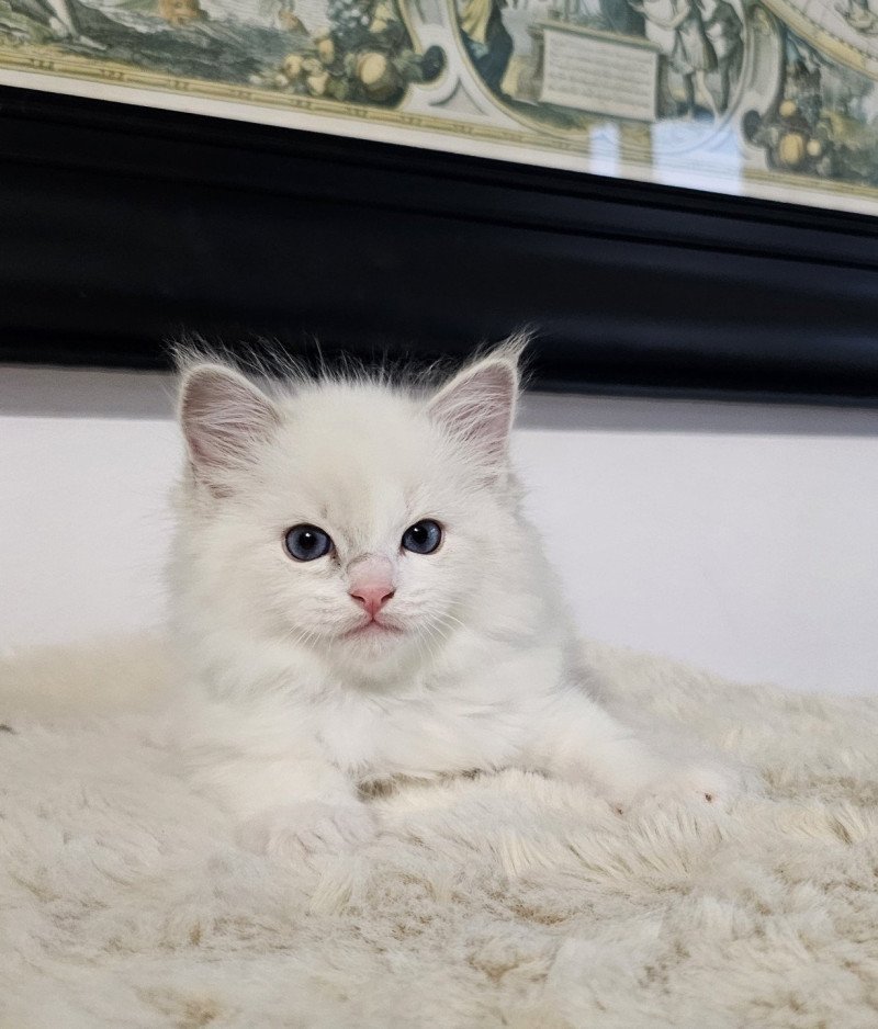 Austyne Femelle Ragdoll Austyne Femelle Ragdoll