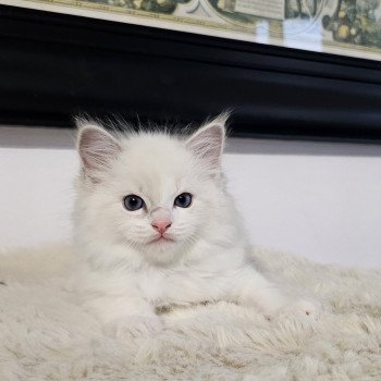 chaton Ragdoll blue tabby point bicolor Vert Chatterie d'Axellyne chaton Ragdoll blue tabby point bicolor Vert Chatterie d'Axellyne