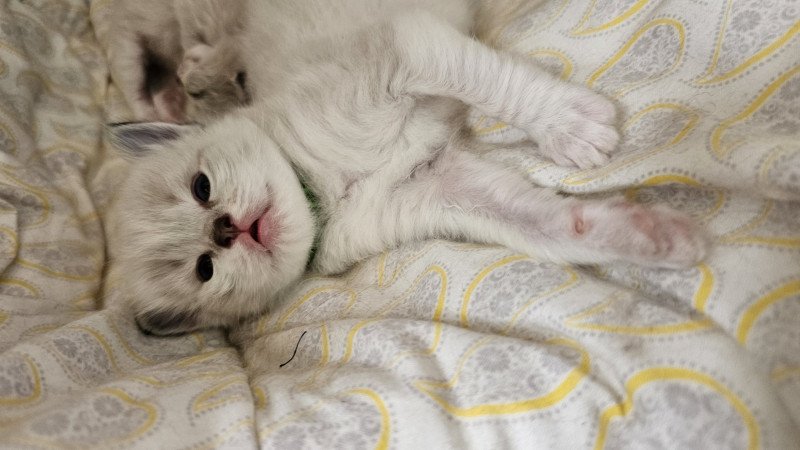 Ary d'Axellyne Mâle Ragdoll Ary d'Axellyne Mâle Ragdoll