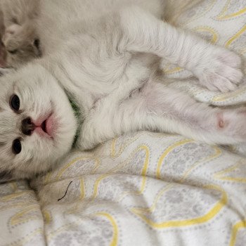 chaton Ragdoll point Vert Chatterie d'Axellyne chaton Ragdoll point Vert Chatterie d'Axellyne