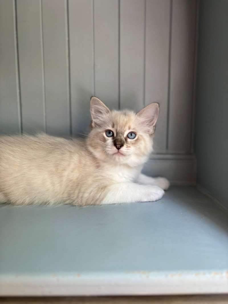Ary d'Axellyne Mâle Ragdoll Ary d'Axellyne Mâle Ragdoll