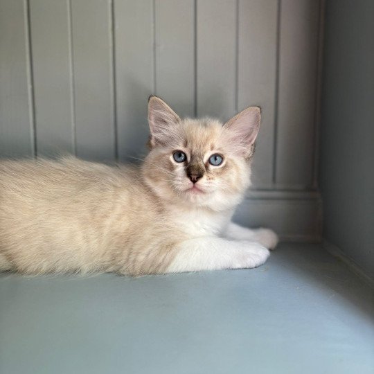 Ary d'Axellyne Mâle Ragdoll