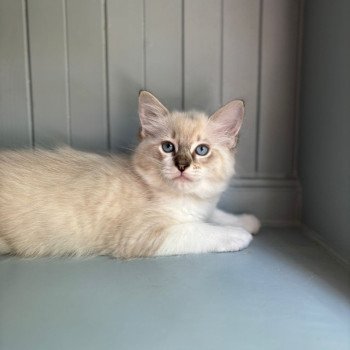 chaton Ragdoll point Ary d'Axellyne Chatterie d'Axellyne chaton Ragdoll point Ary d'Axellyne Chatterie d'Axellyne