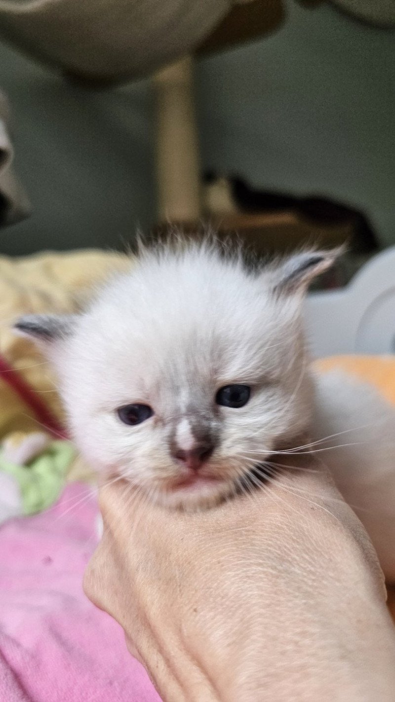Arybo Mâle Ragdoll Arybo Mâle Ragdoll