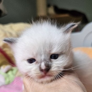 chaton Ragdoll point Violet Chatterie d'Axellyne chaton Ragdoll point Violet Chatterie d'Axellyne