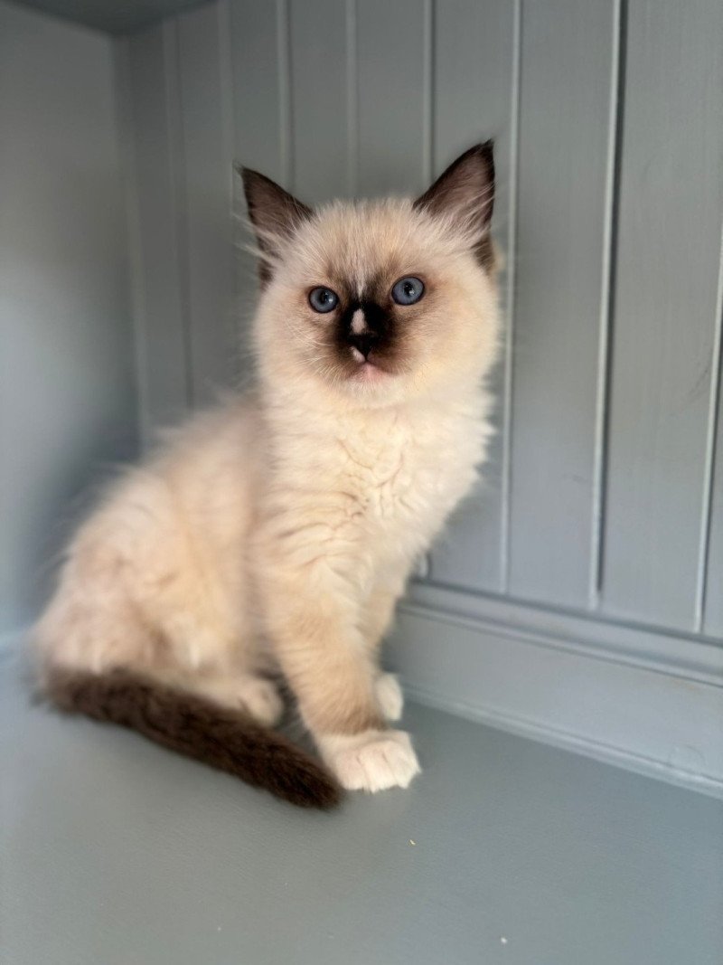 Anakyn Mâle Ragdoll