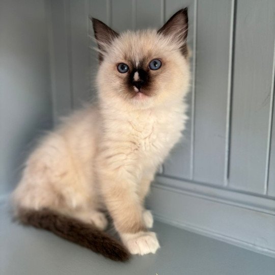 Anakyn Mâle Ragdoll
