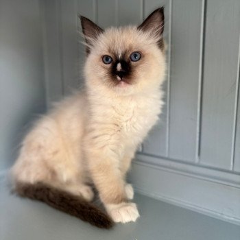 chaton Ragdoll point Anakyn Chatterie d'Axellyne chaton Ragdoll point Anakyn Chatterie d'Axellyne
