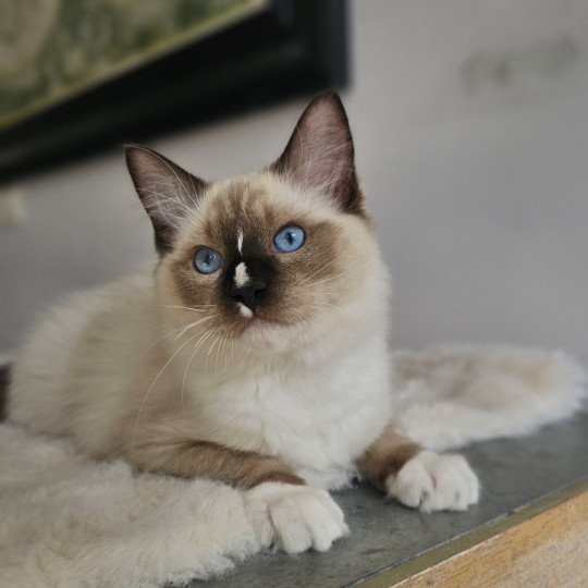 Anakyn Mâle Ragdoll