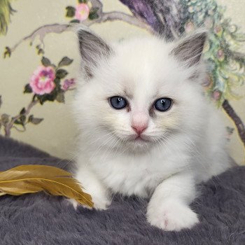 chaton Ragdoll blue point bicolor Rose Chatterie d'Axellyne