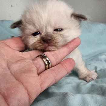 chaton Ragdoll chocolate mink mitted Vydia Chatterie d'Axellyne