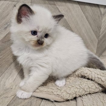 chaton Ragdoll chocolate mink mitted Vydia Chatterie d'Axellyne