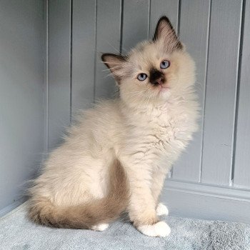 chaton Ragdoll chocolate point mitted Vydia Chatterie d'Axellyne