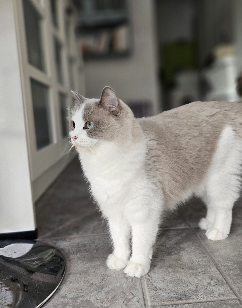 Xynnya Femelle Ragdoll