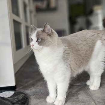 chat Ragdoll blue mink & blanc Xynnya Chatterie d'Axellyne
