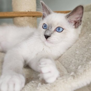 chaton Ragdoll blue point mitted Yasmine Chatterie d'Axellyne