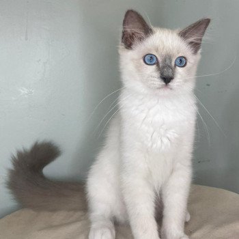 chaton Ragdoll blue point mitted Yasmine Chatterie d'Axellyne